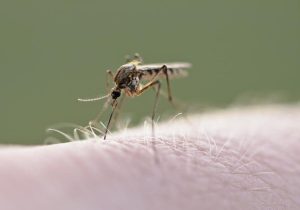 Descubren que el mosquito del metro de Londres evolucionó hace más de 1000 años, no en la era moderna