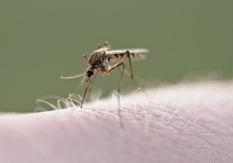 Descubren que el mosquito del metro de Londres evolucionó hace más de 1000 años, no en la era moderna