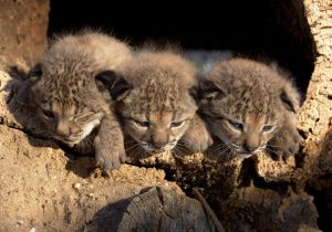 Almería consolida su papel en la recuperación del lince ibérico con nacimiento de cachorros en Vélez-Rubio